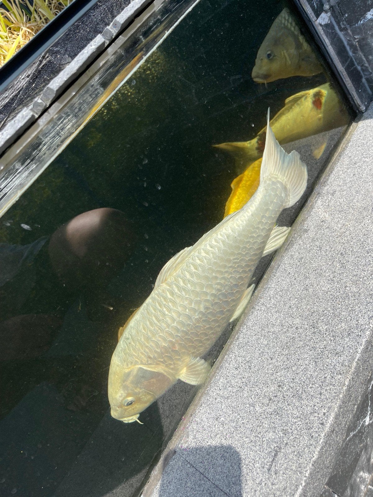 Platinum Ogon vrouw, Dieren en Toebehoren, Karper of Koi
