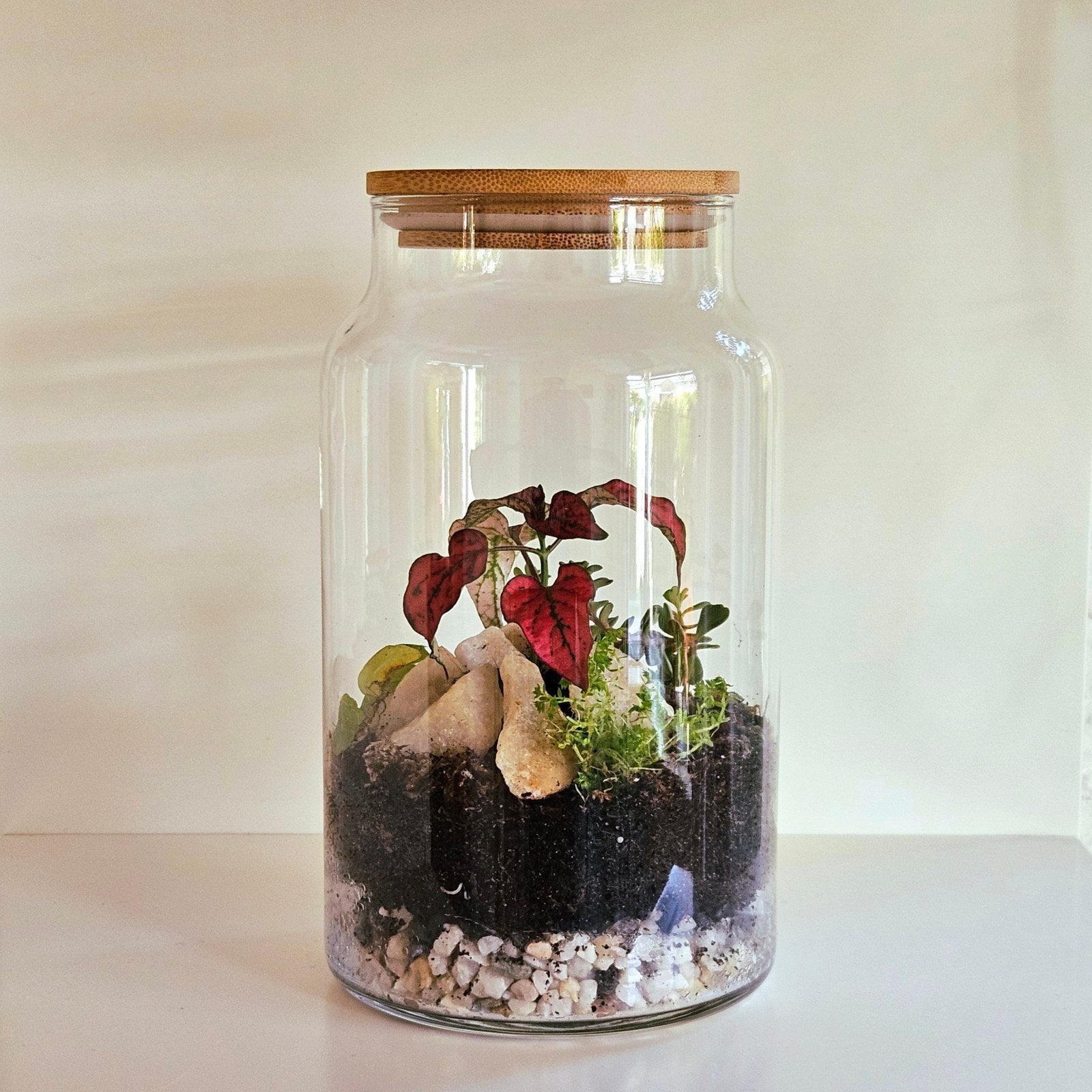 Mini terrarium met 4 planten | ecosysteem, Ophalen, In pot, Halfschaduw, Minder dan 100 cm