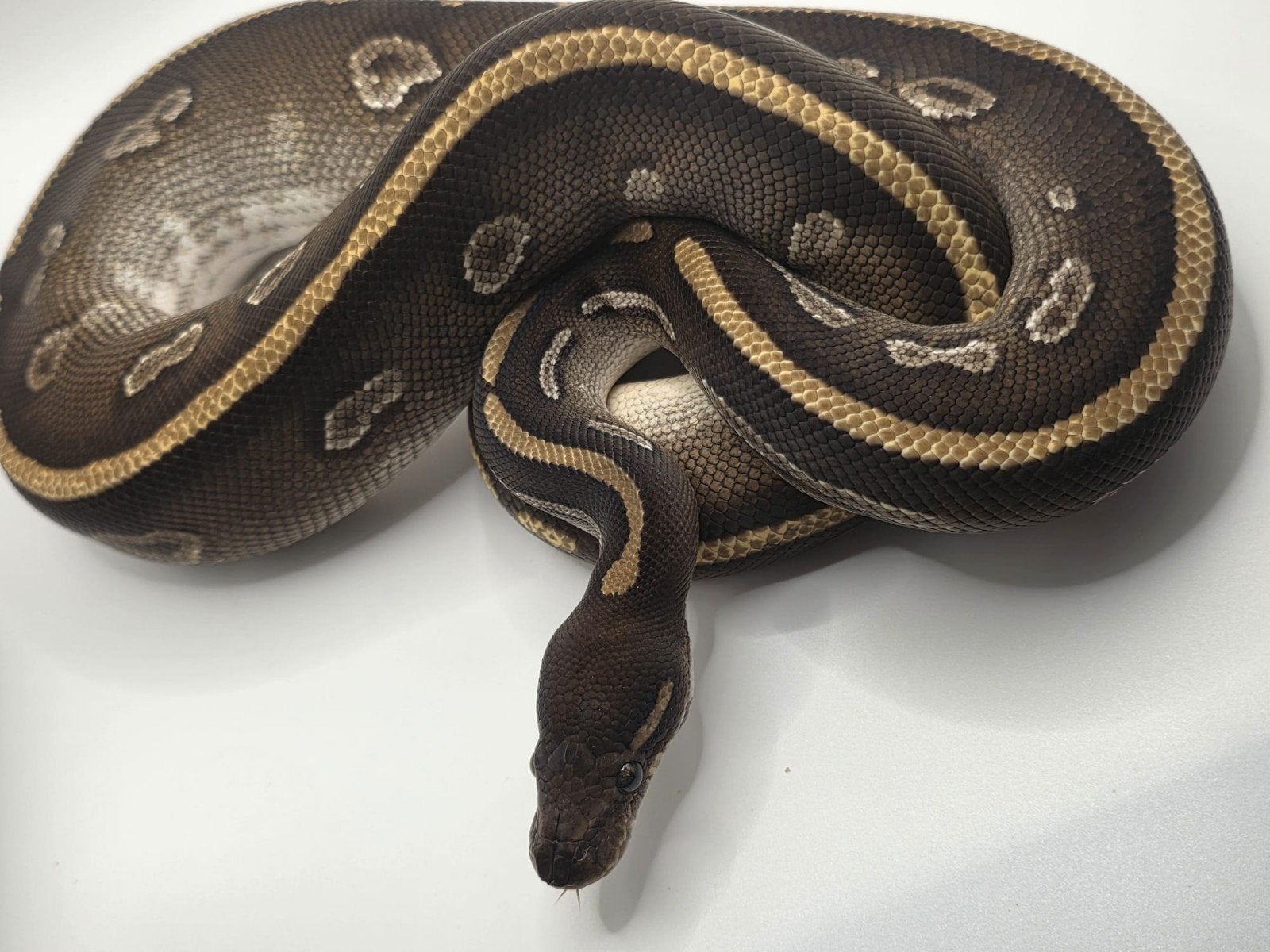 ballpython koningspython python regius, Slang, 0 tot 2 jaar