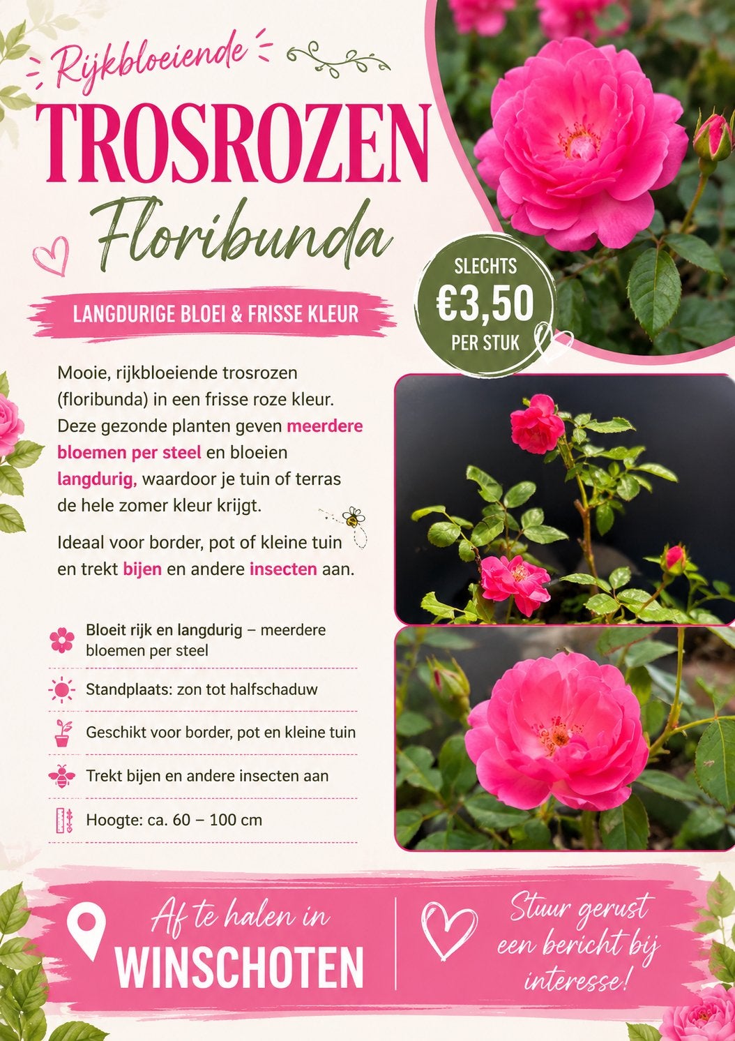 Rijkbloeiende Trosrozen (Floribunda), Tuin en Terras, Ophalen, Overige soorten, Volle zon
