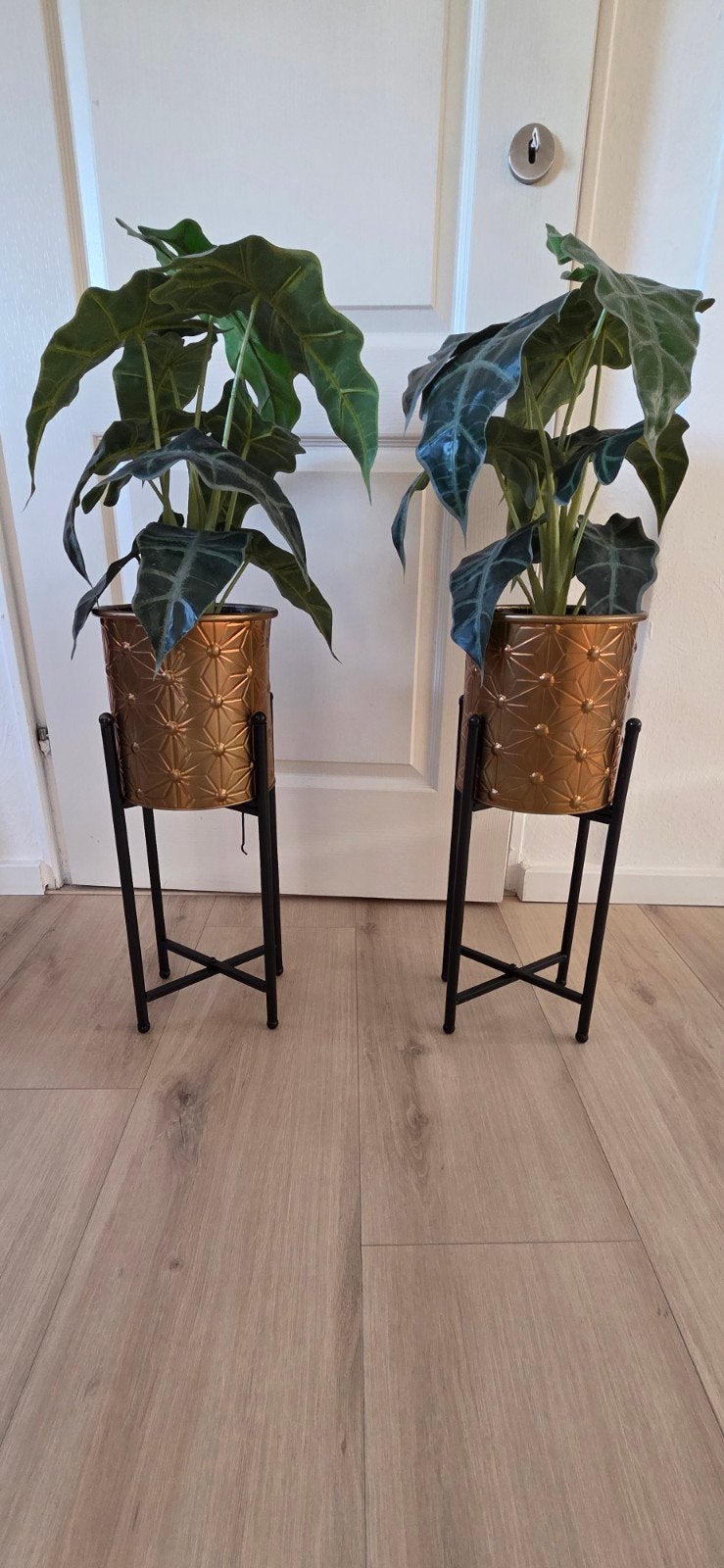 Set van 2 planten met gouden potten en zwarte standaards, Ophalen, Zo goed als nieuw, Goud, Metaal