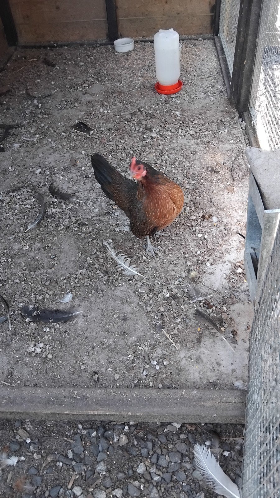 mooie serama kriel hen, Dieren en Toebehoren, Pluimvee, Vrouwelijk, Kip