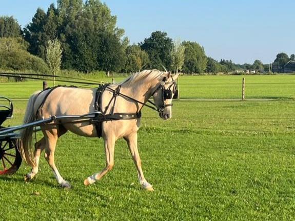 Men tuig, Dieren en Toebehoren, Ophalen, Gebruikt, Recreatie