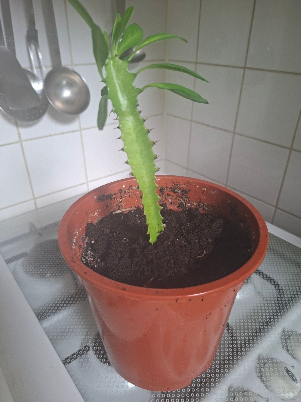 Euphorbia Trigona - Afrikaanse Melkboom cactus, Ophalen