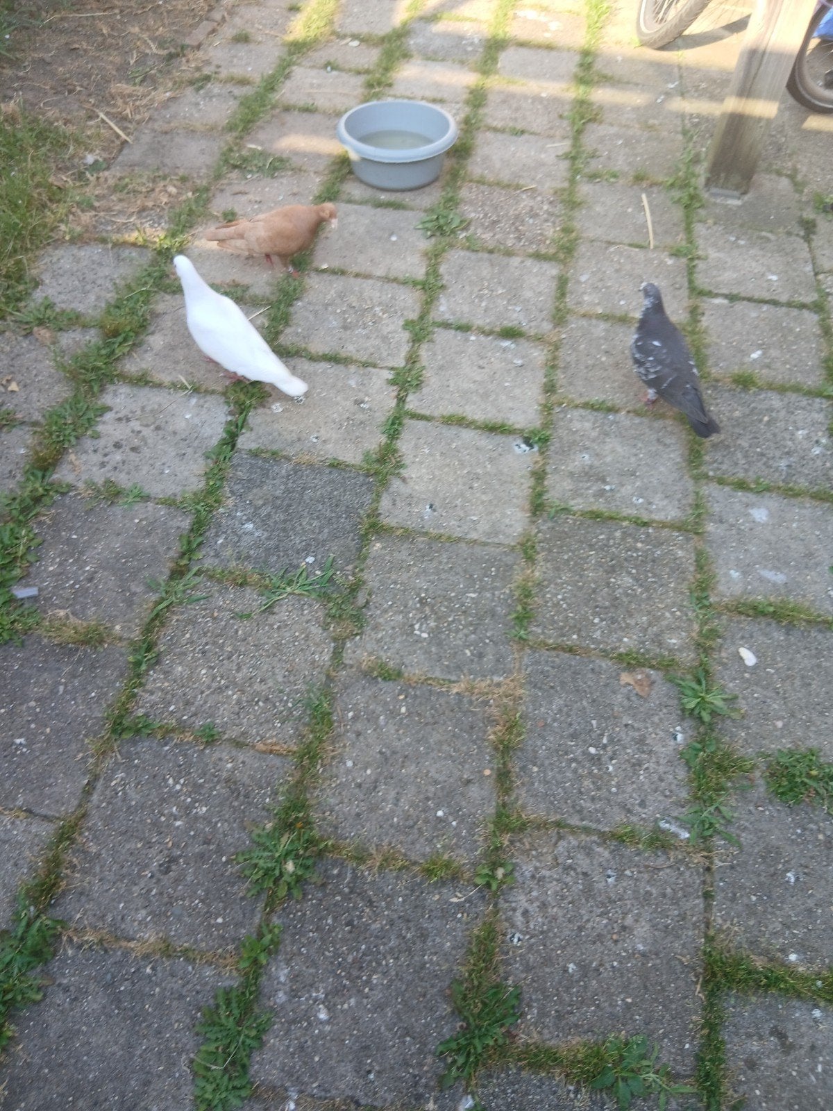 Duiven, Dieren en Toebehoren
