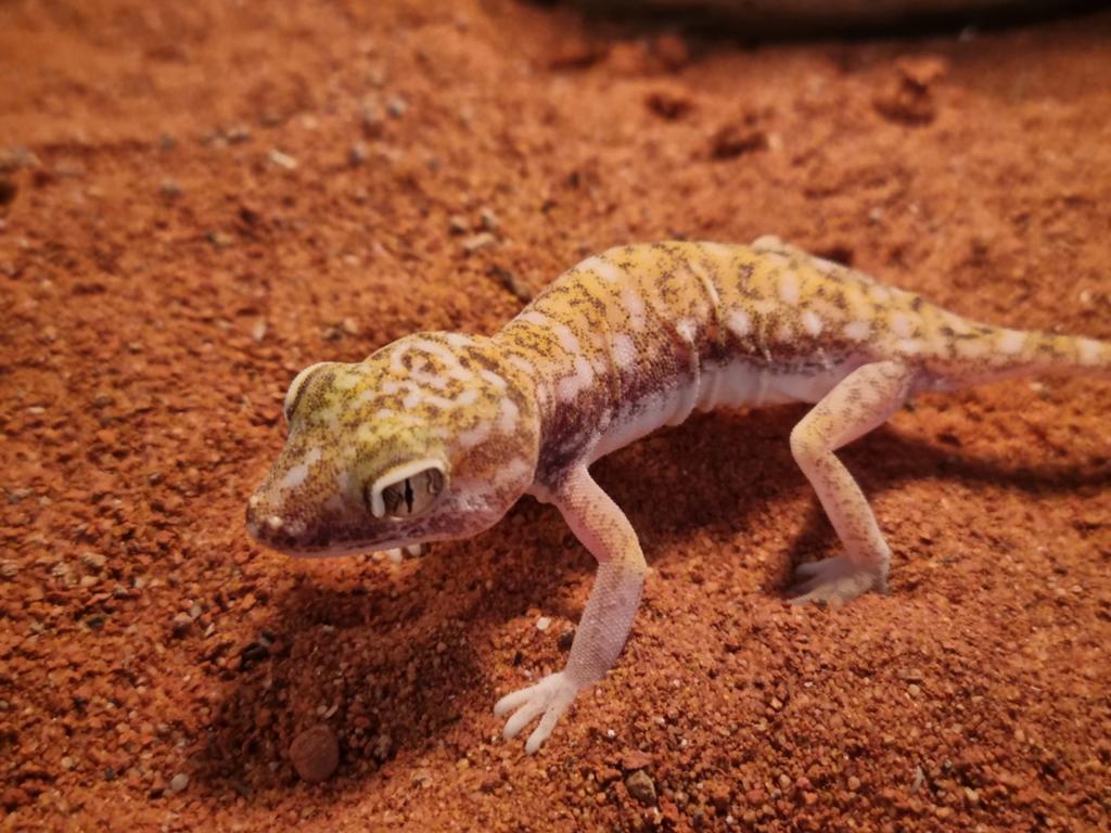 Stenodactylus Petrii, Dieren en Toebehoren, 0 tot 2 jaar