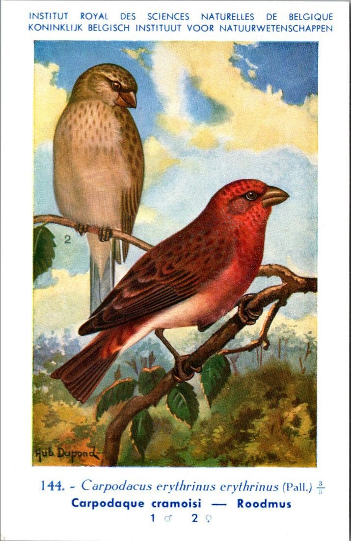 Roodmus / Rosefinch – Nº 144 – (KBIN / IRSNB), Verzenden, 1940 tot 1960, Ongelopen, Vogel