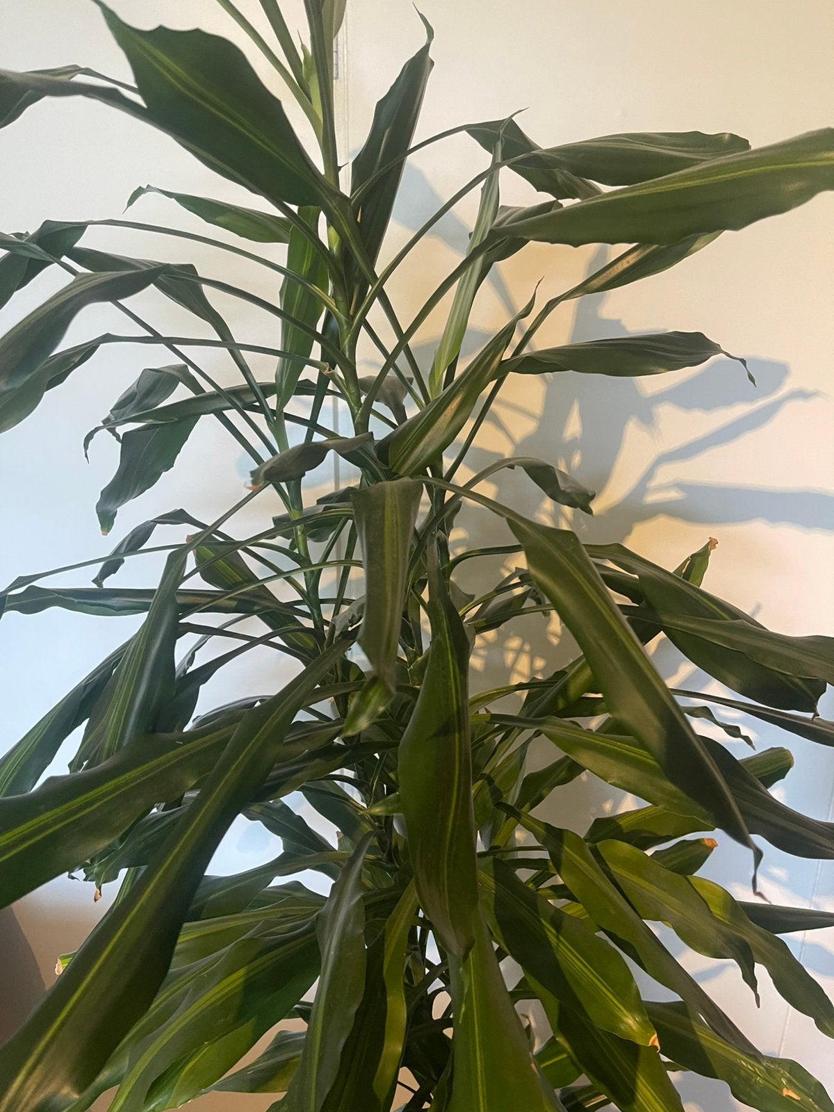 Kamerplant circa 180 cm hoog te koop, Ophalen, Halfschaduw, 150 tot 200 cm