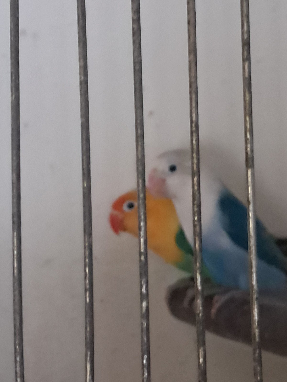 koppel fischeri turquoise blauw, Meerdere dieren, Dwergpapegaai of Agapornis, Geringd