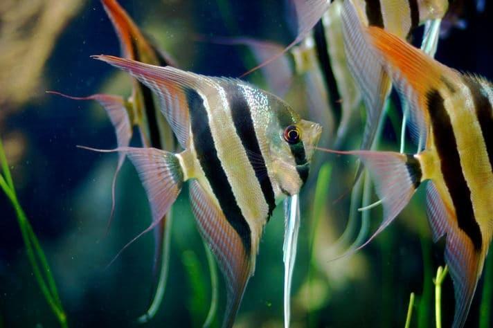 Gezocht: Pterophyllum altum regio Noord-Holland, Dieren en Toebehoren, Vis