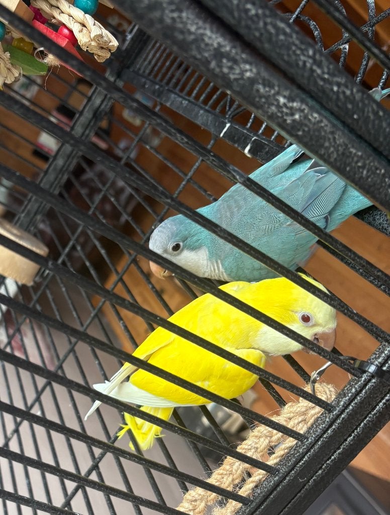 Muisparkiet, Meerdere dieren, Parkiet, Pratend