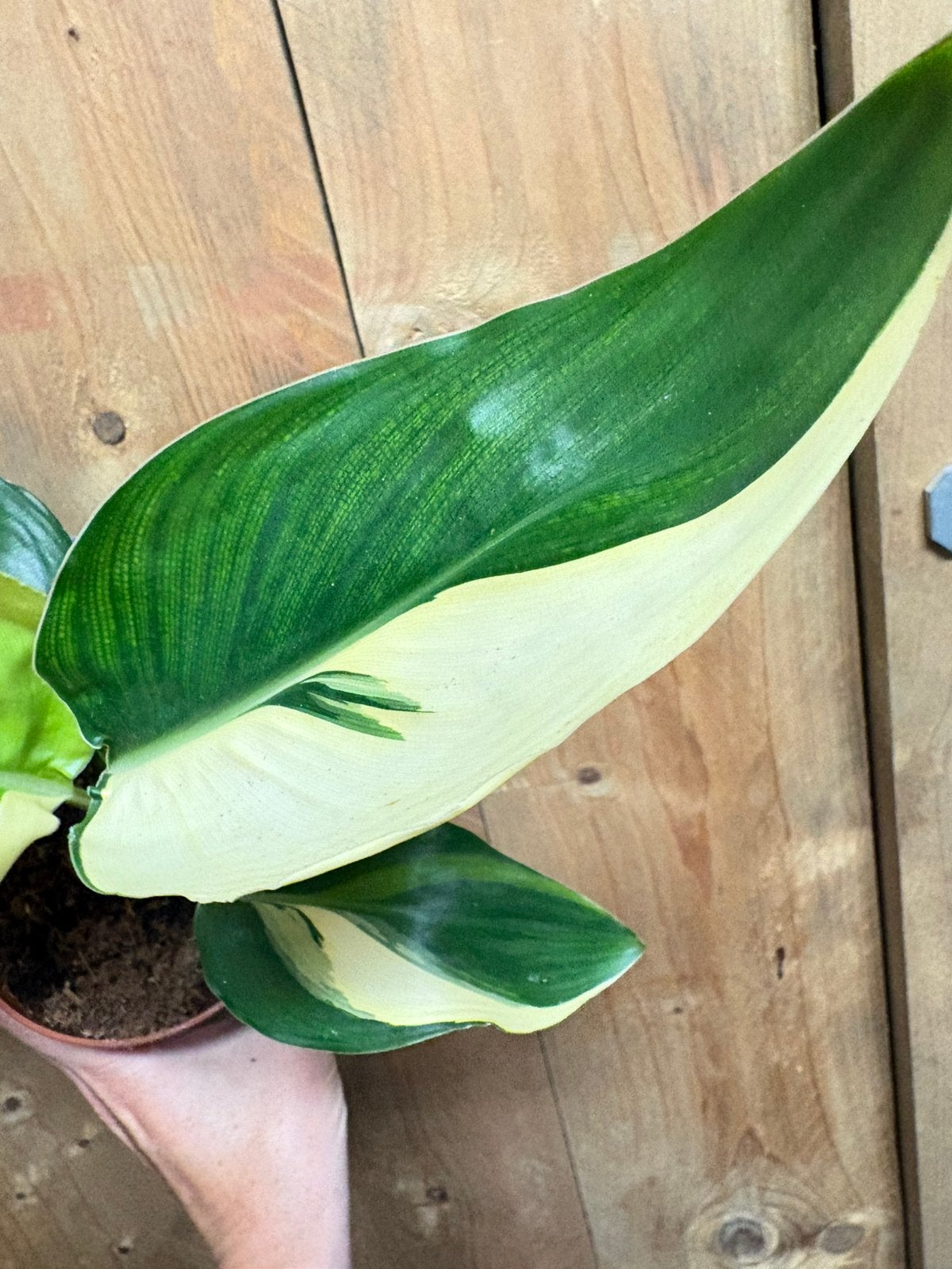 Strelitzia reginae plant albo white wit halfmoon cream, Huis en Inrichting, Kamerplanten, Ophalen of Verzenden, Halfschaduw, Minder dan 100 cm