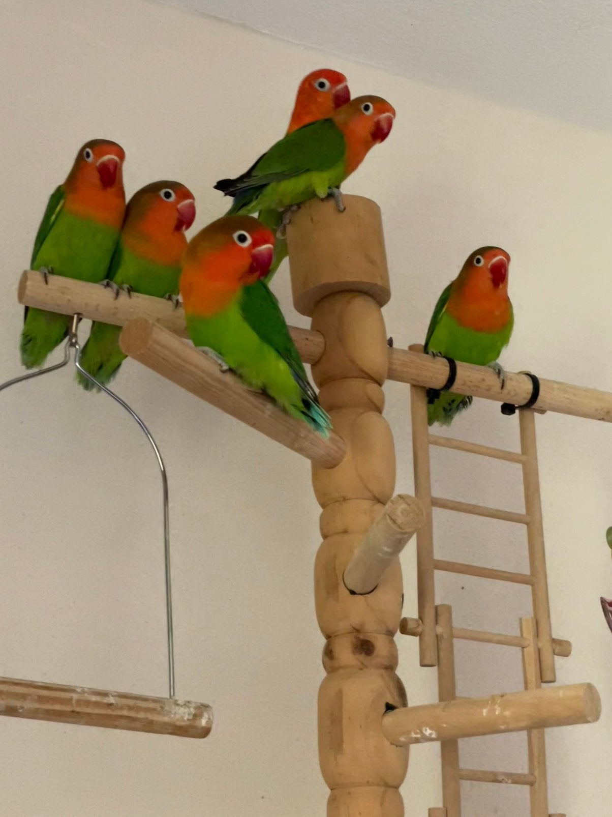 Agapornis Dwergpapegaai Lovebird Handtam, Meerdere dieren, Dwergpapegaai of Agapornis, Tam
