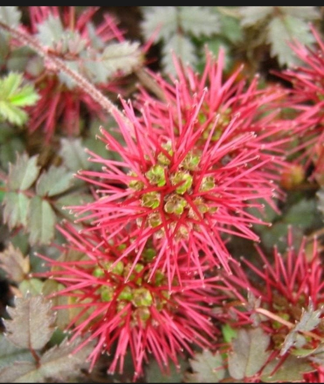 Acaena microphylla 'Kupferteppich' - Koperrood stekelnootje, Bodembedekkers, Volle zon, Vaste plant, Ophalen of Verzenden