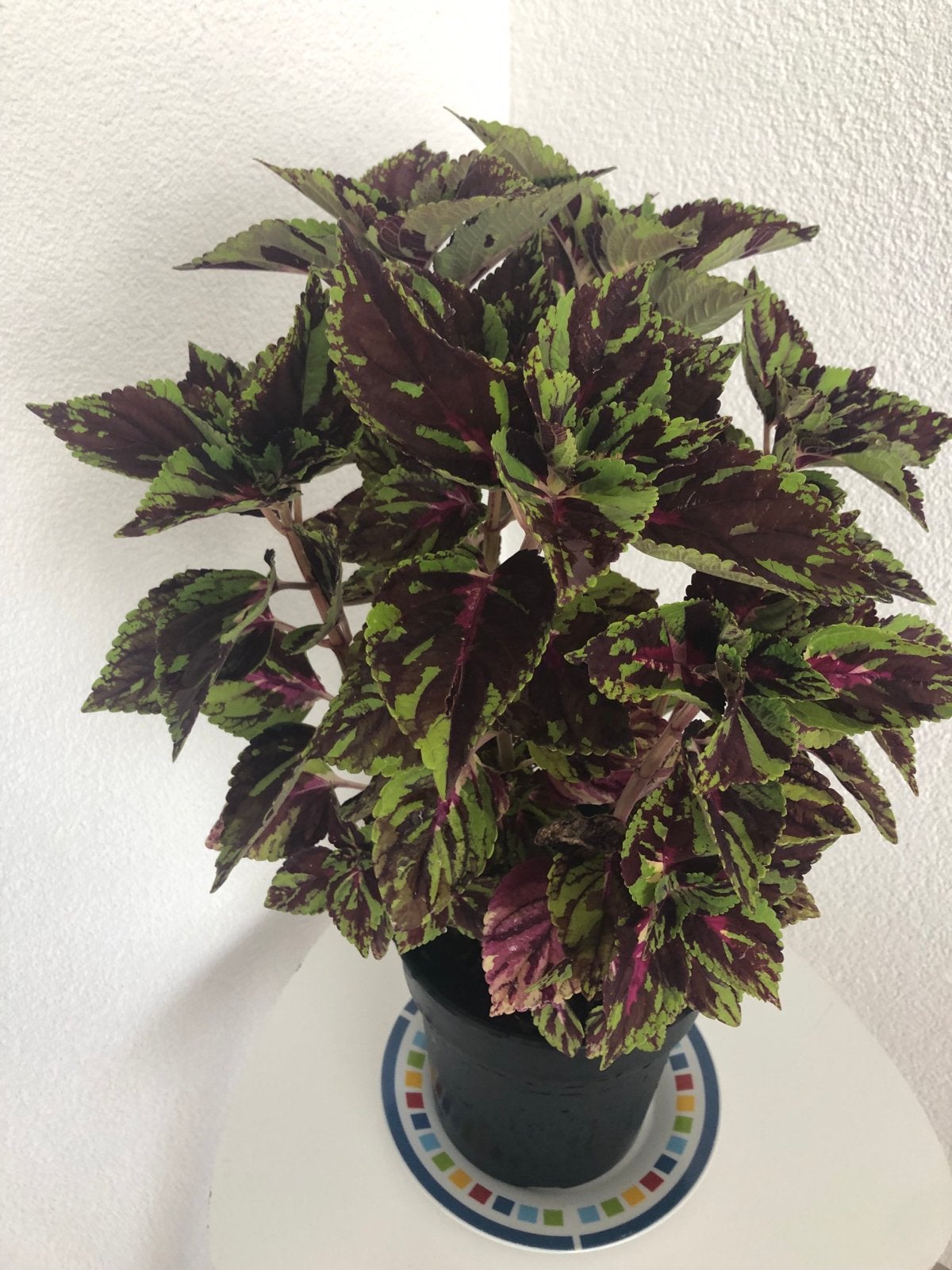 Kleurrijke Coleus plant - Ideaal voor binnen en buiten, Volle zon, Eenjarig, Bloeit niet, Ophalen