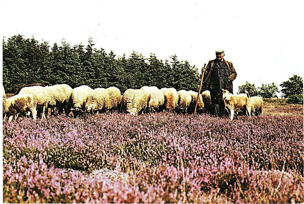 805486	Ruinen	Drenthe	Jr 60-70 Schaapskudde	Onbeschreven, Ophalen of Verzenden, 1960 tot 1980, Ongelopen, Drenthe