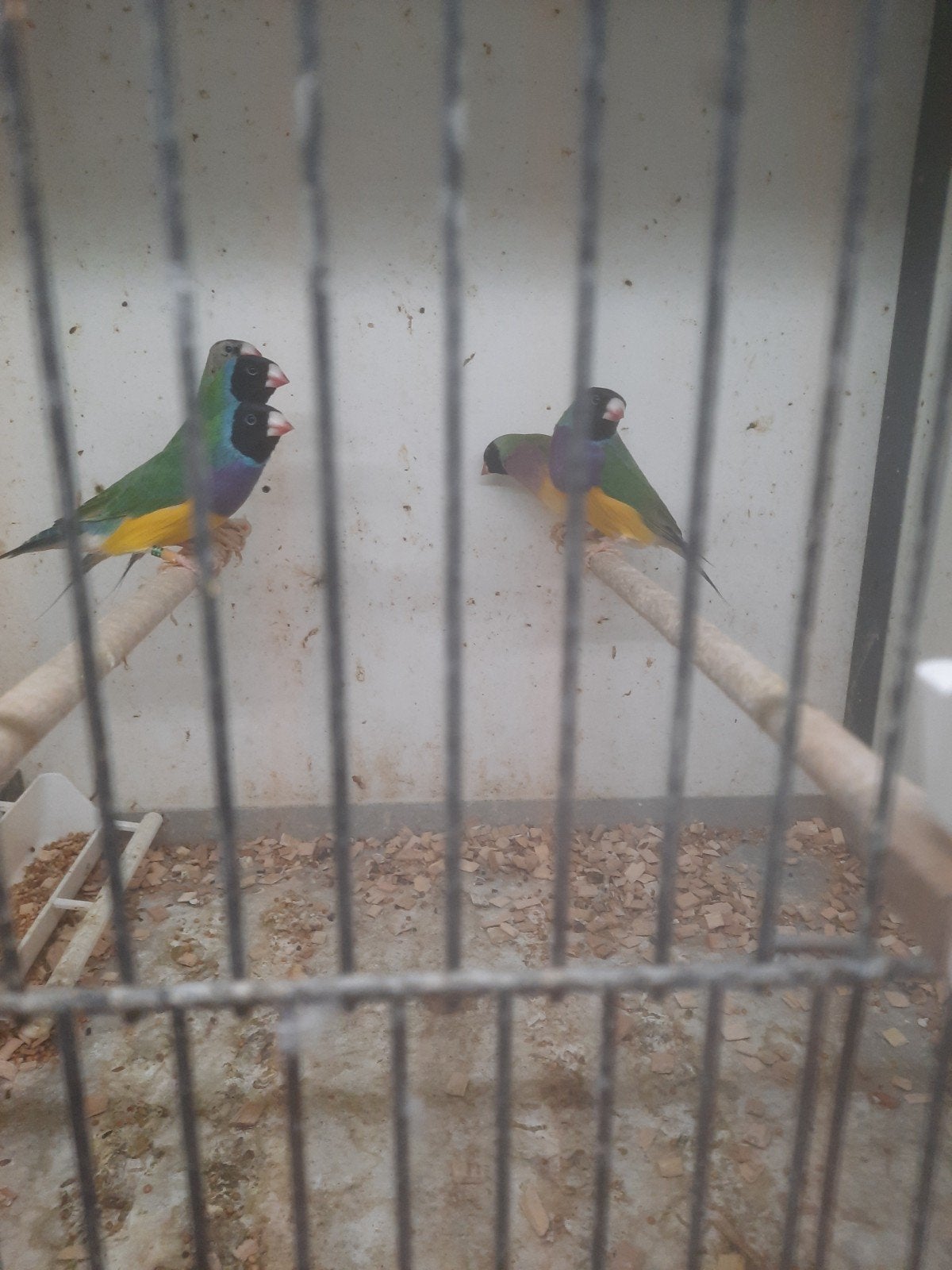 Gouldamadine Mannen, Mannelijk, Tropenvogel, Geringd