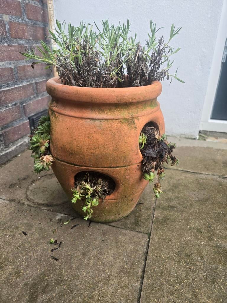 Terracotta aardbeien pot, Ophalen, Steen, Gebruikt, Minder dan 30 cm