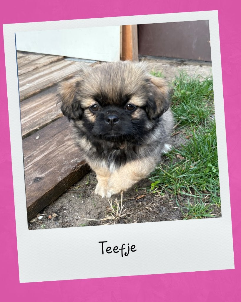 Tibetaanse spaniel pup beschikbaar., Overige rassen, 8 tot 15 weken, Meerdere, Meerdere dieren