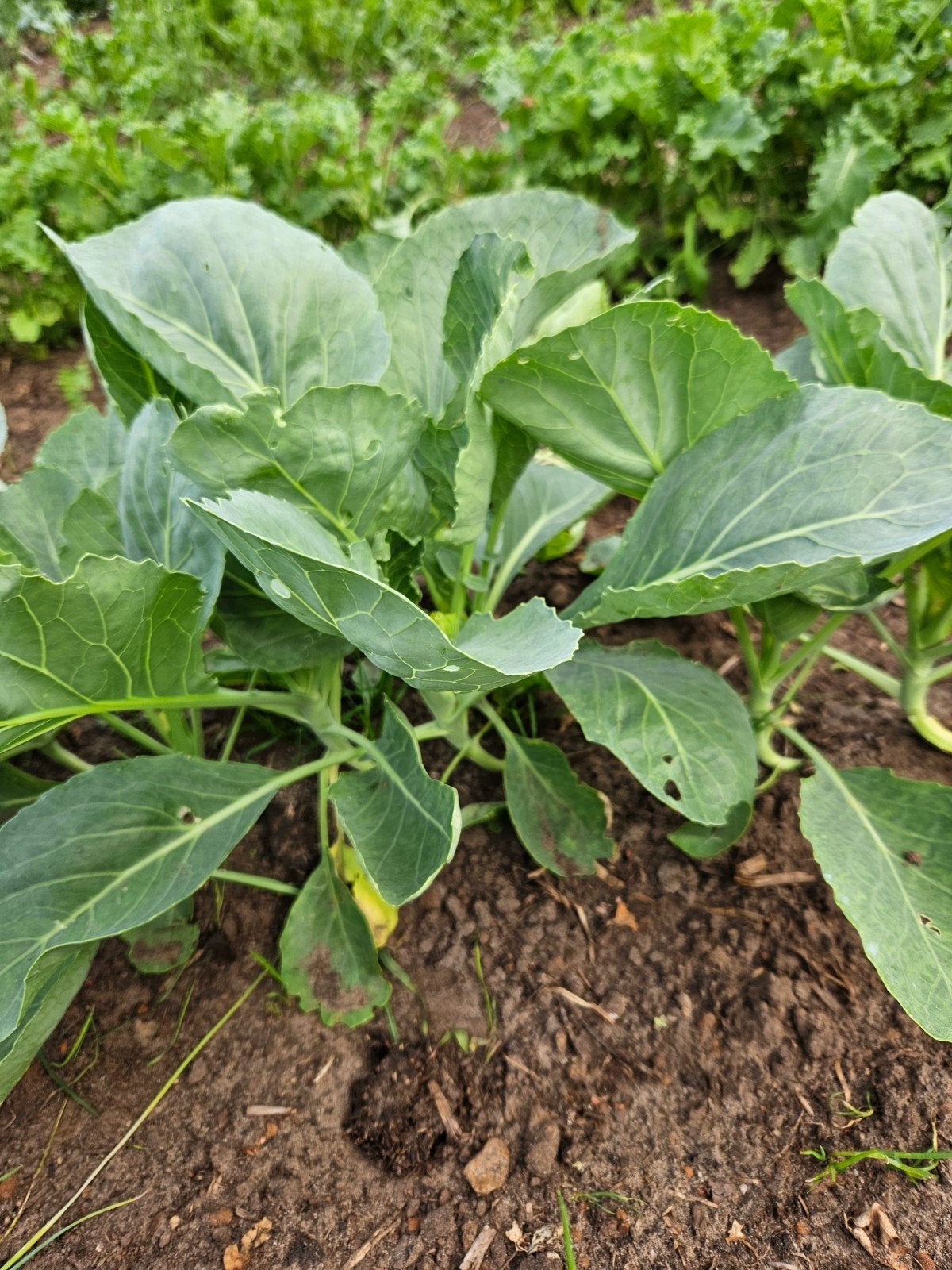 Grote  witte  kool planten, Tuin en Terras, Ophalen of Verzenden, Overige soorten, Volle zon