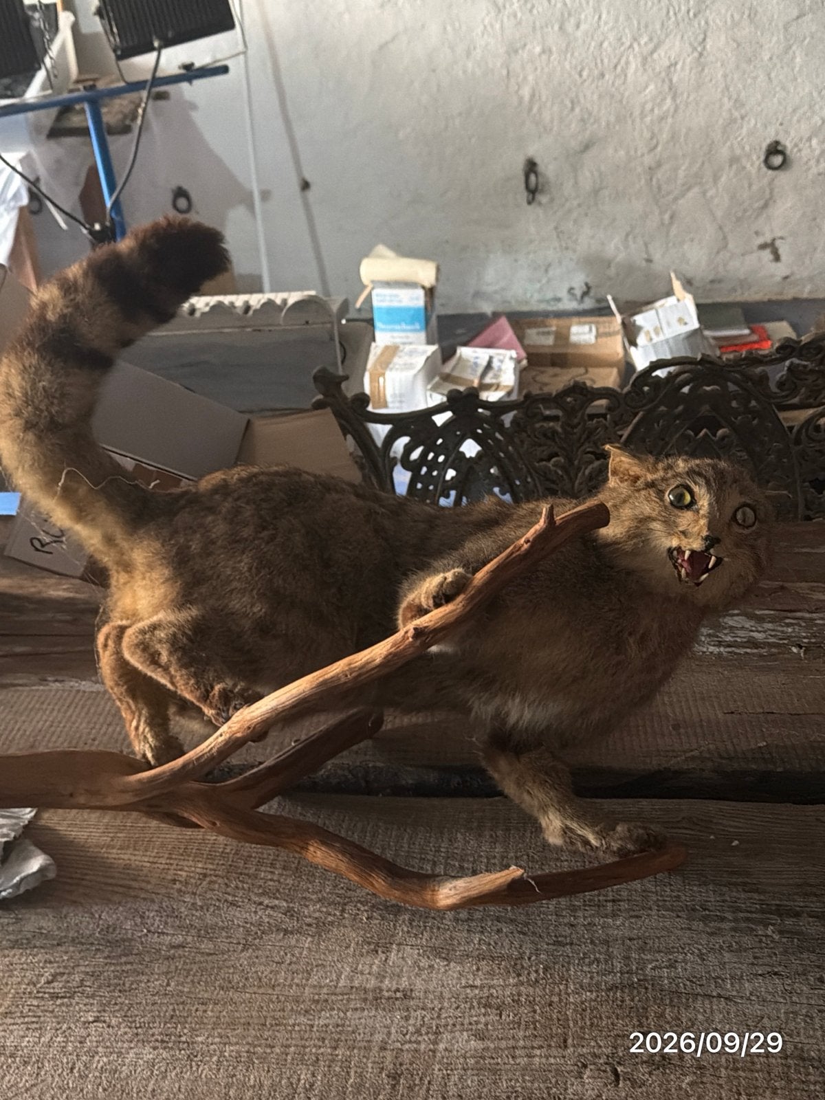 Wild beest op boomstronk, Ophalen of Verzenden, Zo goed als nieuw, Hond of Kat, Beeldje of Figuurtje