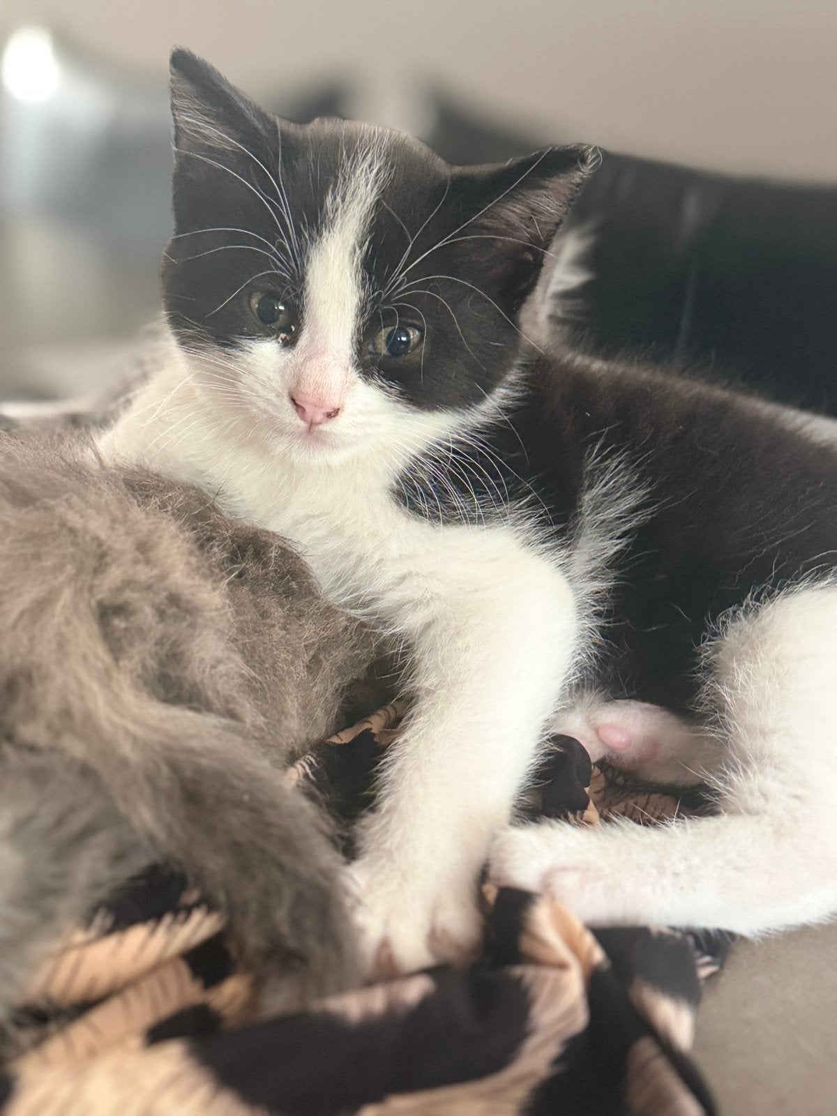 Kittens x maincoon, Dieren en Toebehoren, Katten en Kittens | Raskatten | Langhaar, Meerdere dieren, Ontwormd, 0 tot 2 jaar