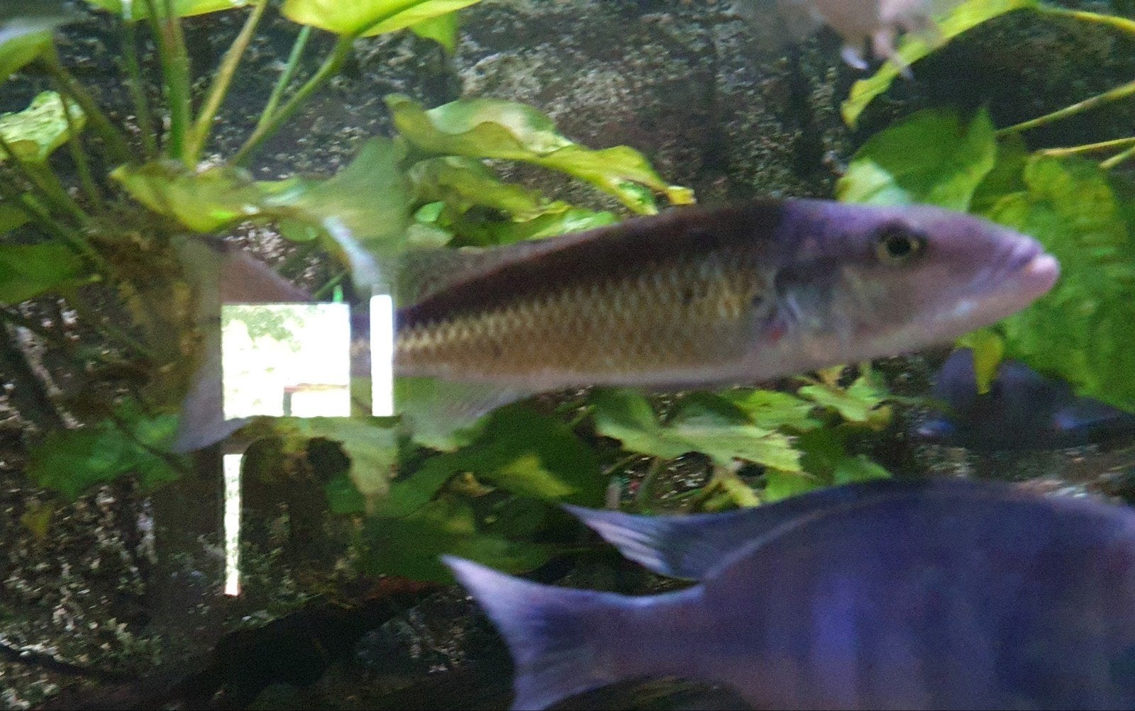 champsochromis cauruleus vrouw, Vis