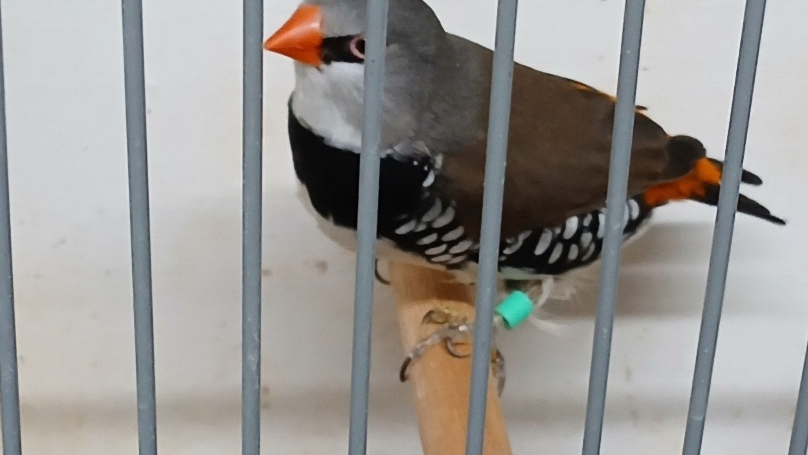 diamant vinken, Meerdere dieren