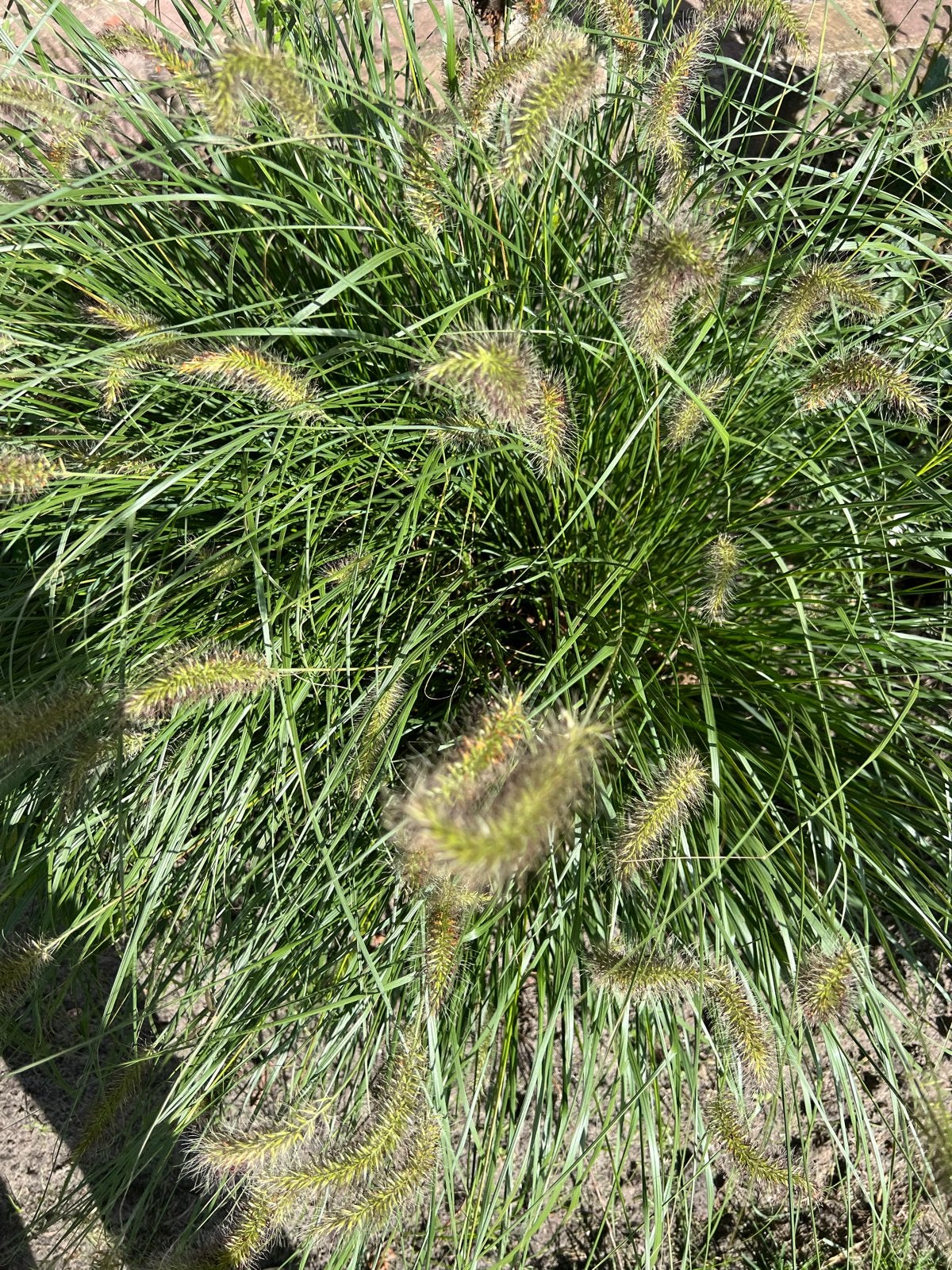 Winterhard Lampenpoetsergras - Nu planten!, Ophalen of Verzenden, Vaste plant, Siergrassen
