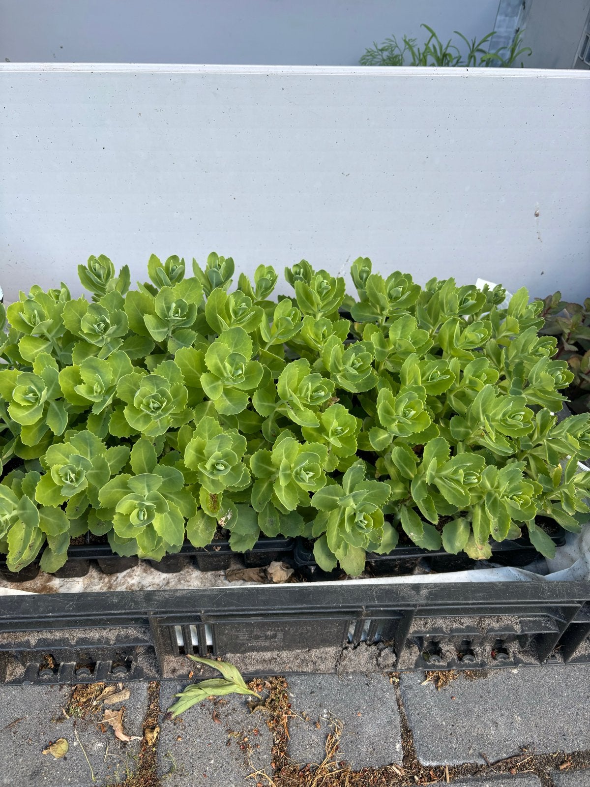 Sedum plantjes - Bodembedekker, Tuin en Terras, Bodembedekkers, Volle zon, Vaste plant, Ophalen of Verzenden