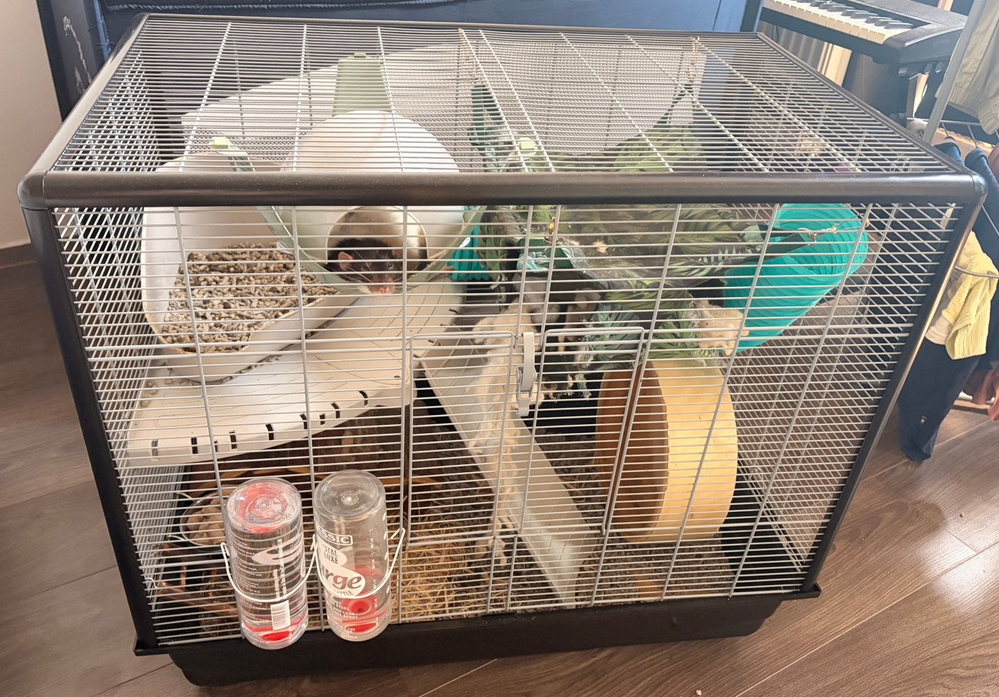 Two male rats, Minder dan 75 cm, Ophalen, Minder dan 60 cm, Rat