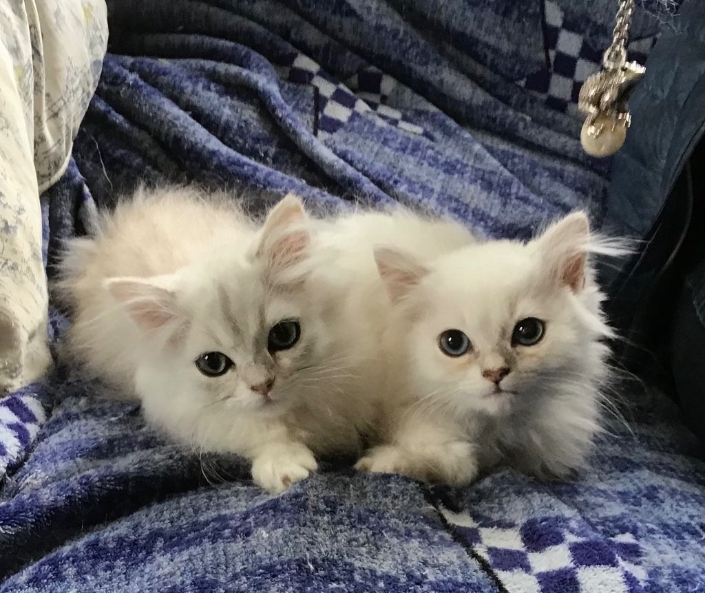Schitterende  ragdoll Kittens, Dieren en Toebehoren, Meerdere dieren, Ontwormd, 0 tot 2 jaar