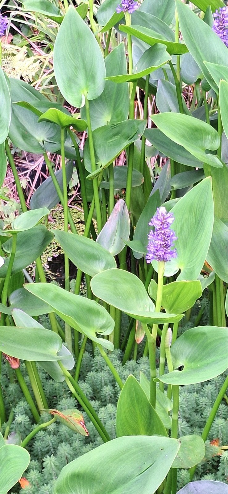 KOOPJE! 13x prachtige moerashyacint/ snoekkruid waterplant, Ophalen, Volle zon, Vaste plant, Zomer