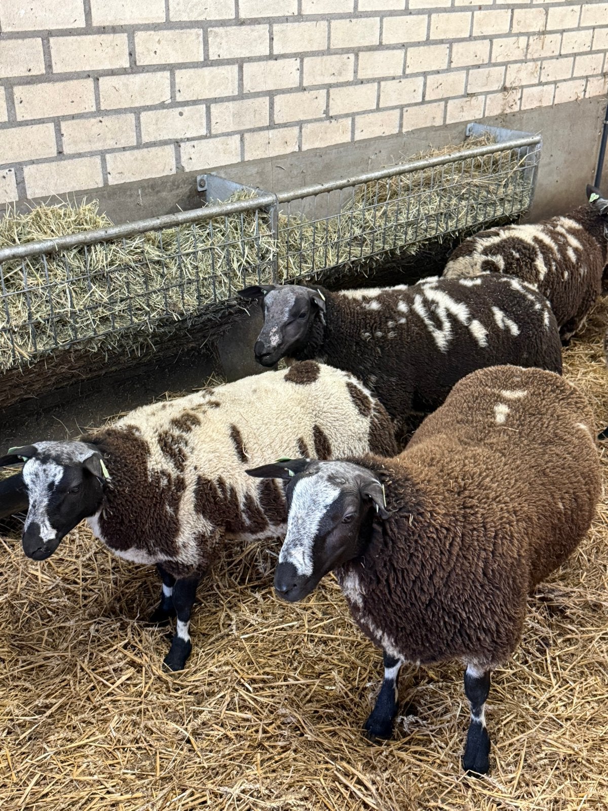 Bonte Dekrammen, Dieren en Toebehoren, Mannelijk, Schaap, 0 tot 2 jaar