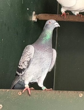 Sierduif, Dieren en Toebehoren, Vogels | Duiven, Geslacht onbekend, Overige soorten