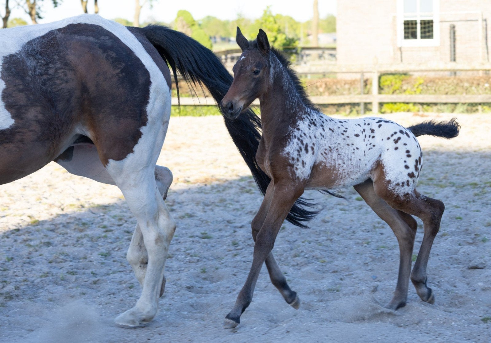 Merrieveulen van de beroemde springHengst J-NIUS.V.V Z, Merrie, 0 tot 2 jaar