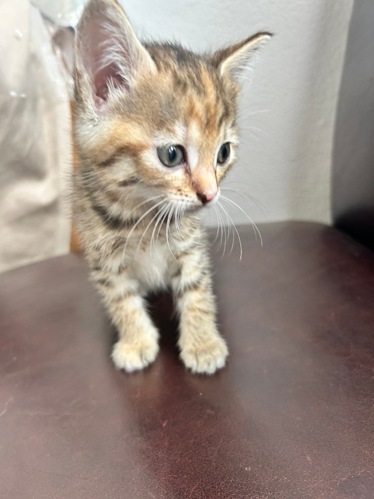 Kittens tekoop, Dieren en Toebehoren, Katten en Kittens | Raskatten | Korthaar