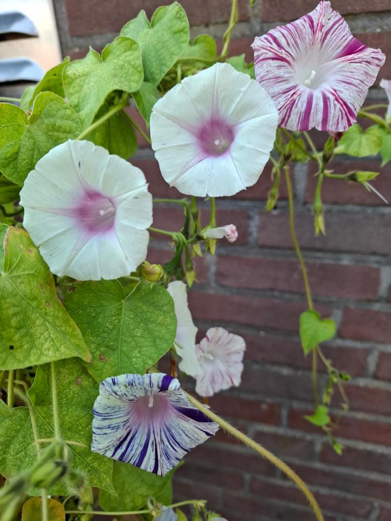 Ipomoea Carnevale di Venza mix, Ophalen of Verzenden, Voorjaar, Volle zon, Zaad