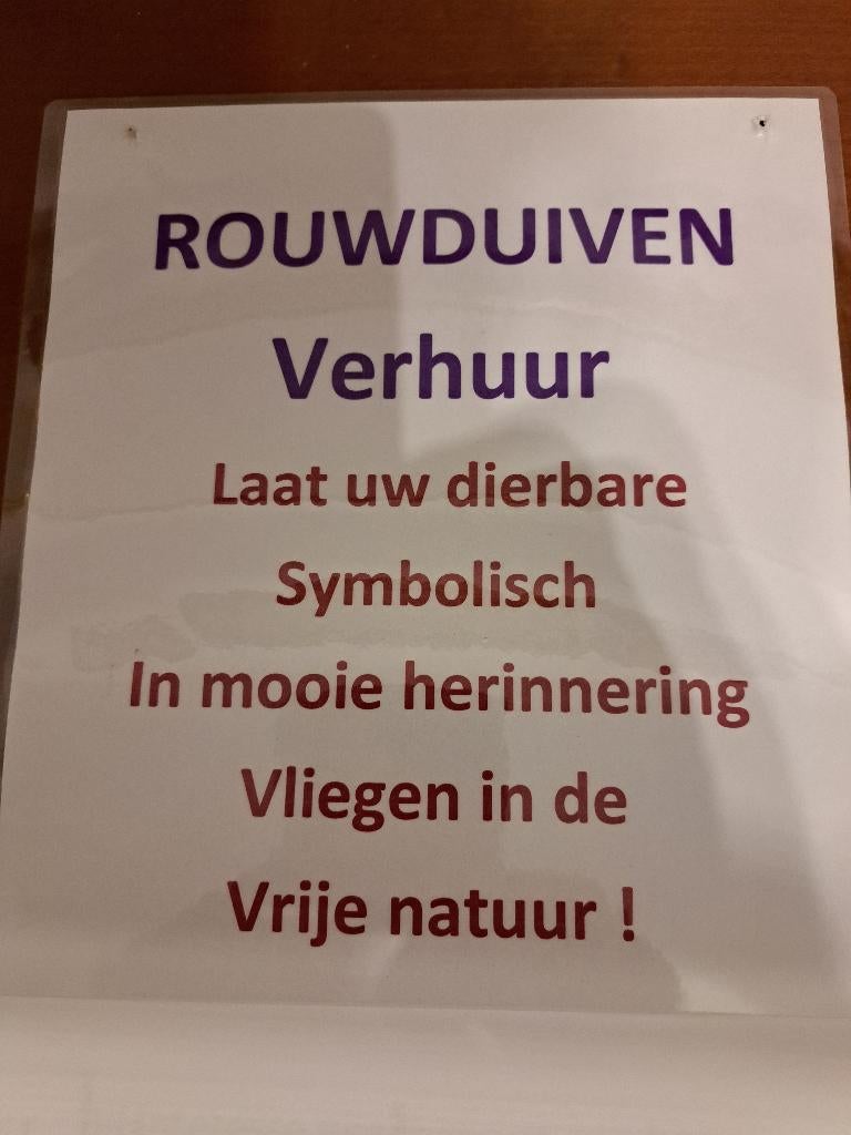 Rouwduiven, Dieren en Toebehoren, Vogels | Duiven, Meerdere dieren, Overige soorten