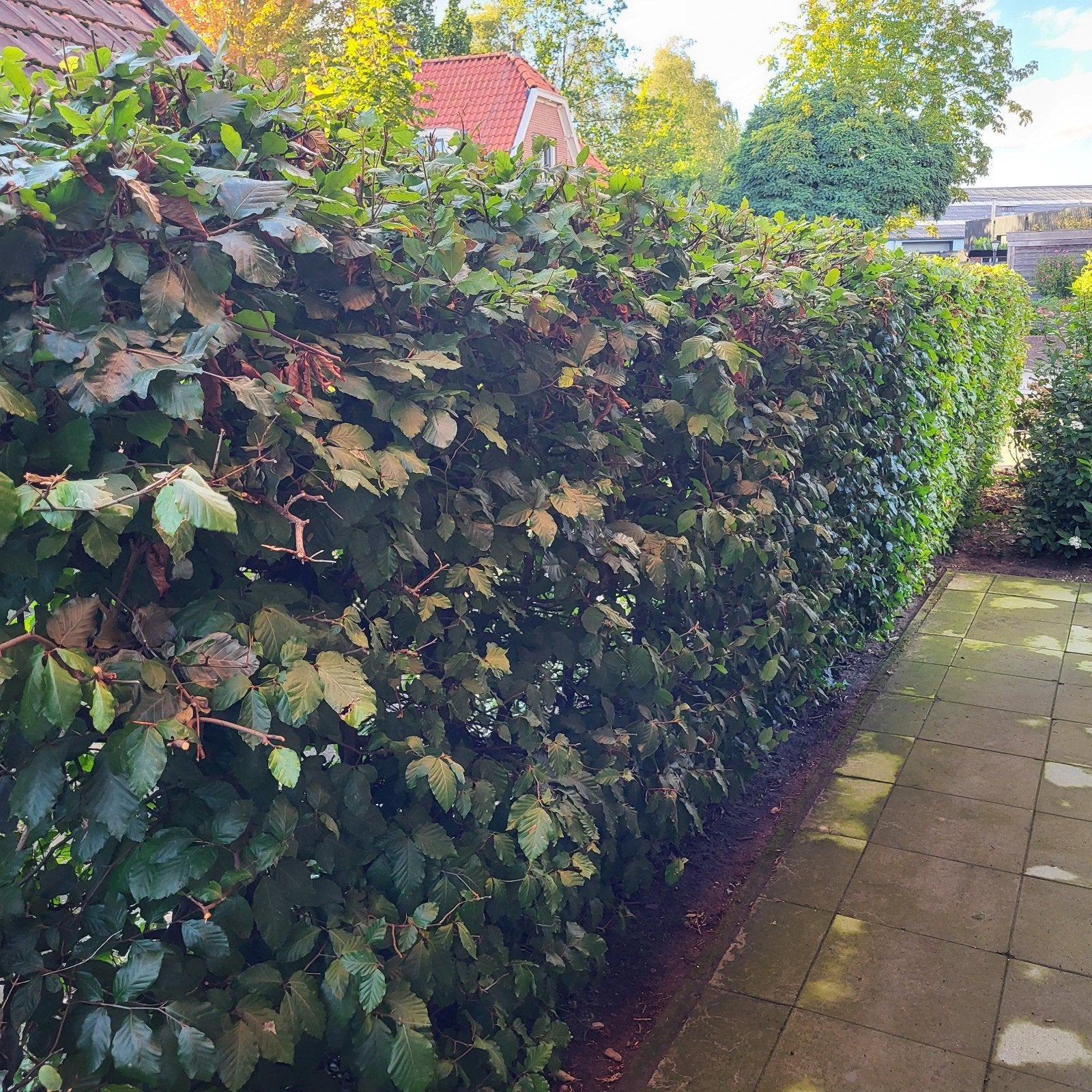 beukenhaag, Tuin en Terras, Ophalen