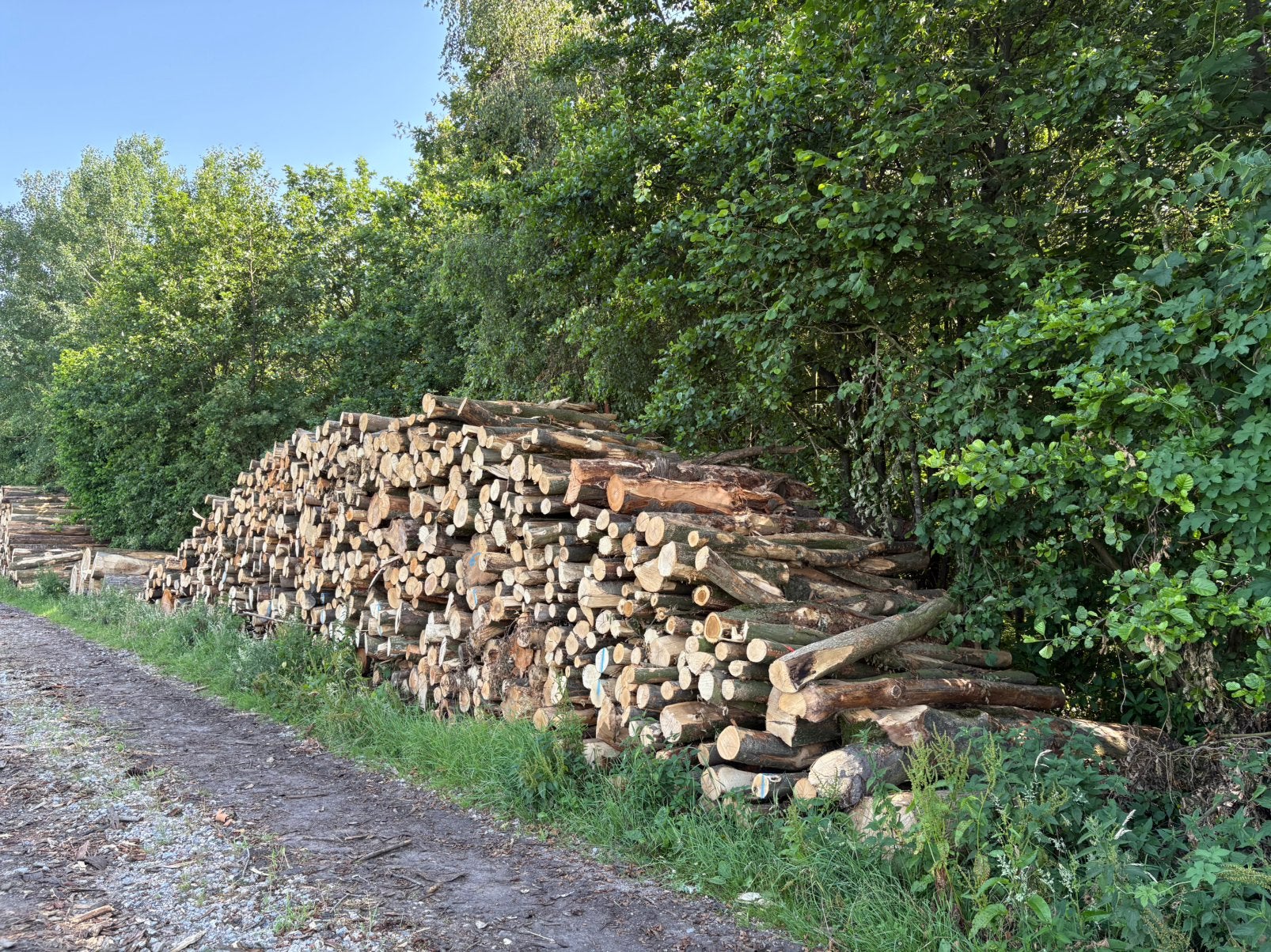 Vrachten essen stammen beschikbaar vanaf 50 stère, 6 m³ of meer, Verzenden, Essenhout, Stammen