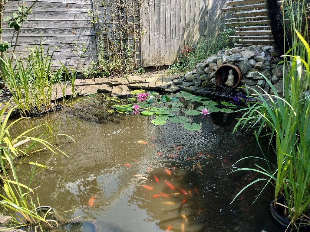 Goudvissen, Dieren en Toebehoren, Vissen | Vijvervissen, Goudvis(sen)