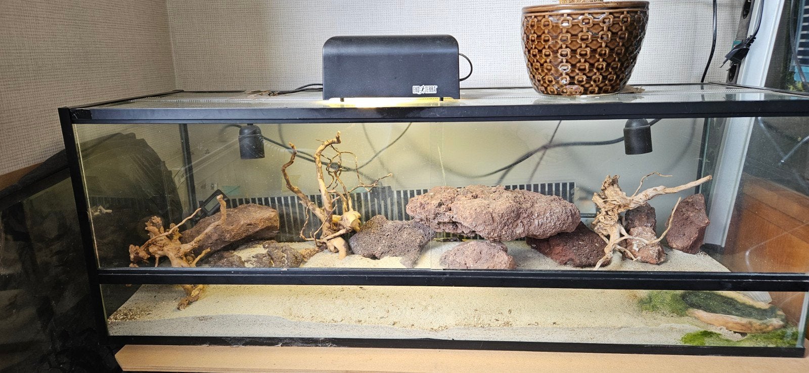 Terrarium 100x33x35 incl. Stenodactylus gekkootjes, Ophalen of Verzenden
