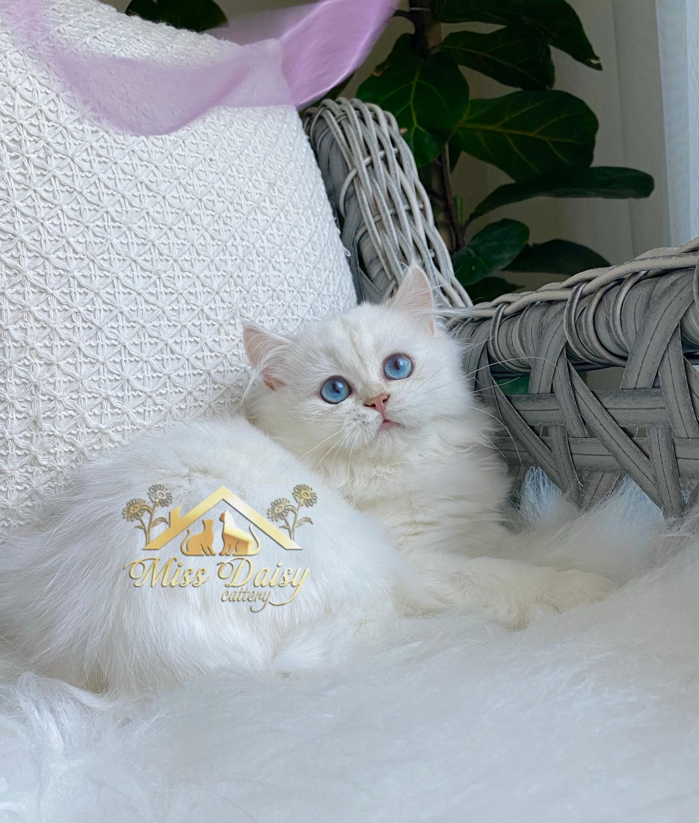 Een prachtig Brits Langhaar prinsesje 💕👑, Dieren en Toebehoren, Katten en Kittens | Raskatten | Langhaar, Poes, Met stamboom