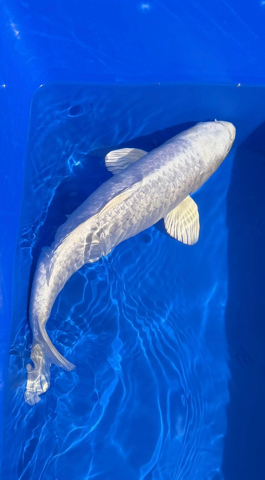 Platinum Ogon koi 41 cm, Karper of Koi