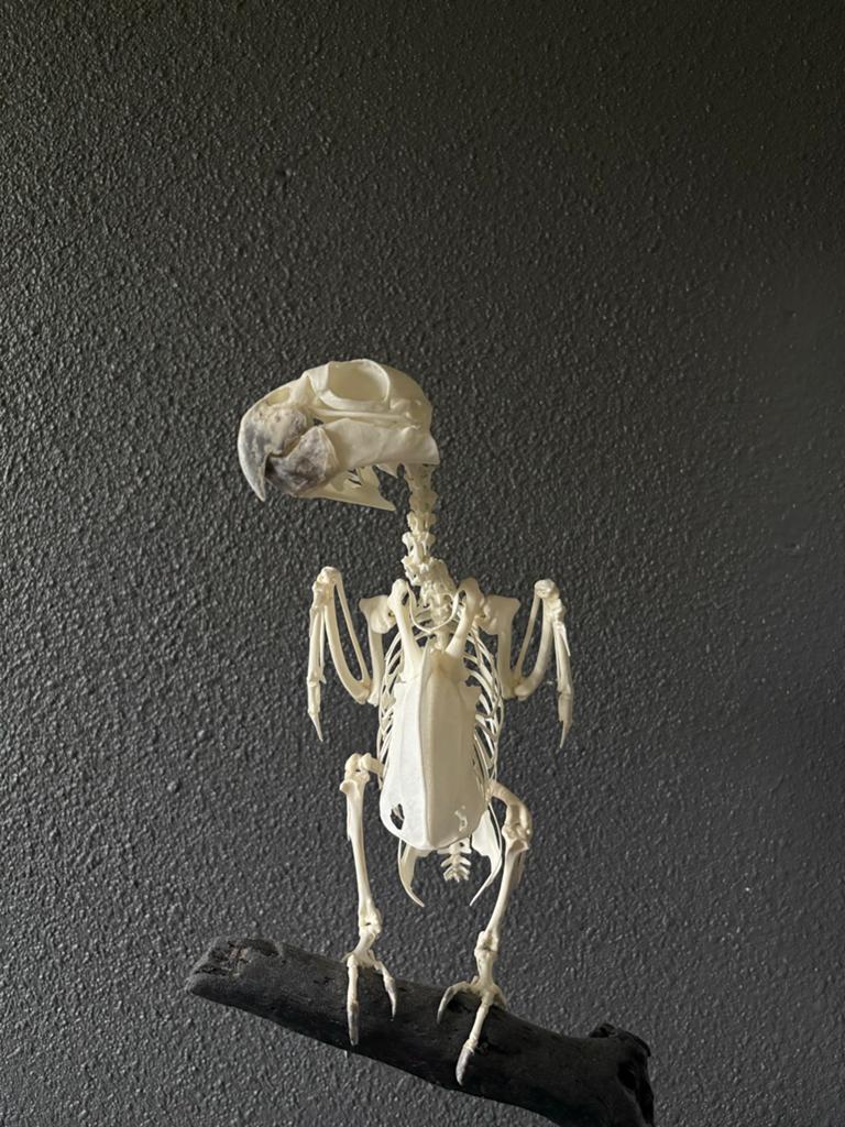 Skelet grote amazone, Ophalen, Nieuw, Vogel, Schedel