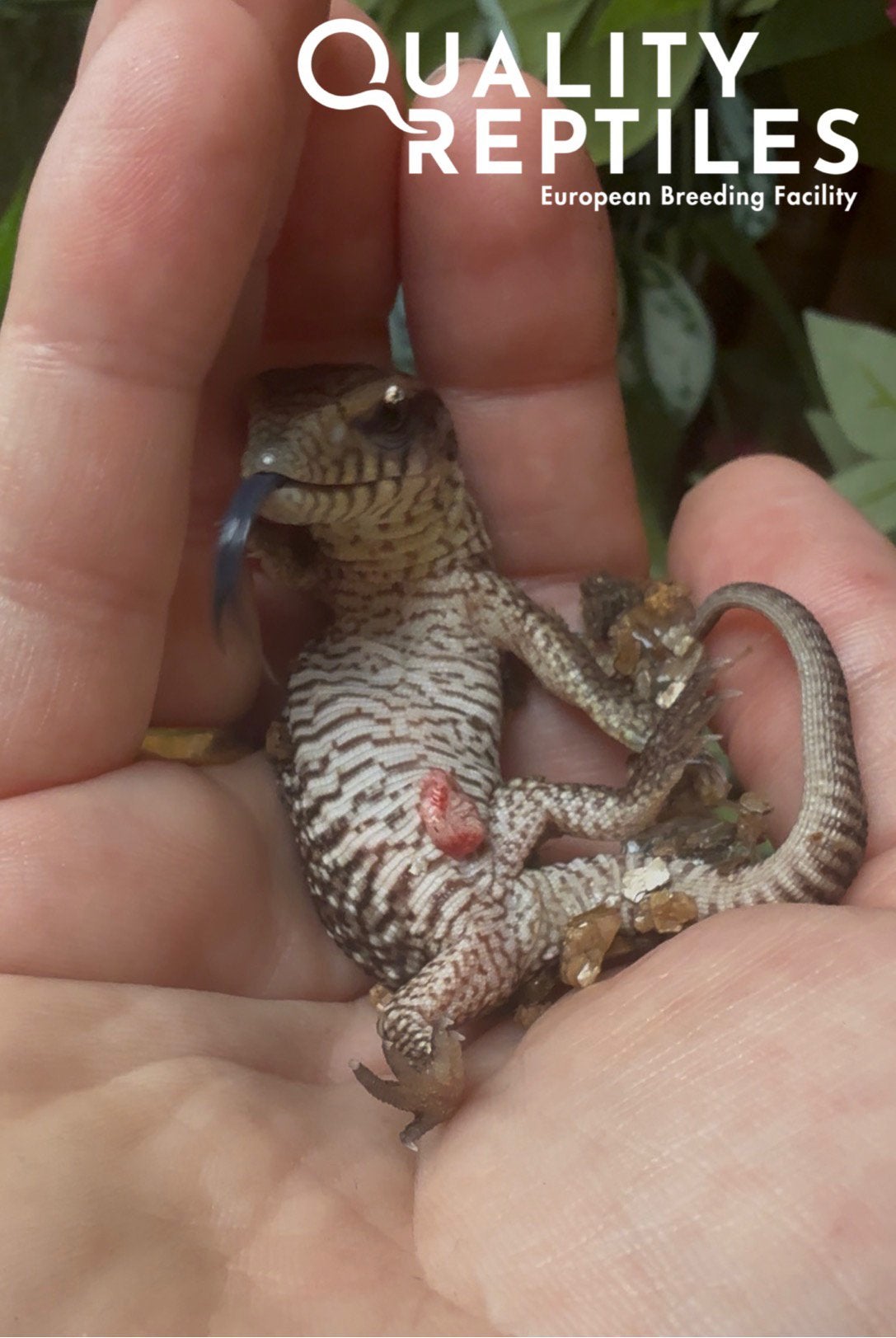 Echte nakweek steppenvaranen! Varanus exanthematicus, Dieren en Toebehoren, Hagedis, Tam, 0 tot 2 jaar