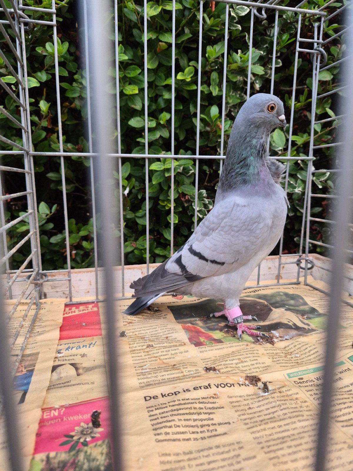 figurita meeuwen, Dieren en Toebehoren, Vogels | Duiven, Meerdere dieren, Overige soorten