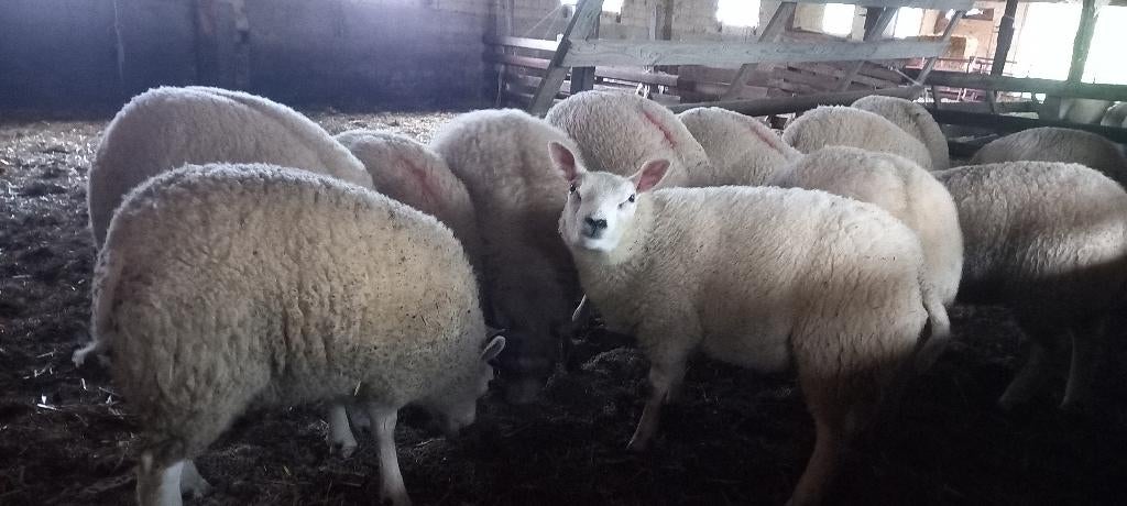 Luxe texelaar ooilammeren te koop, Vrouwelijk, Schaap, 0 tot 2 jaar