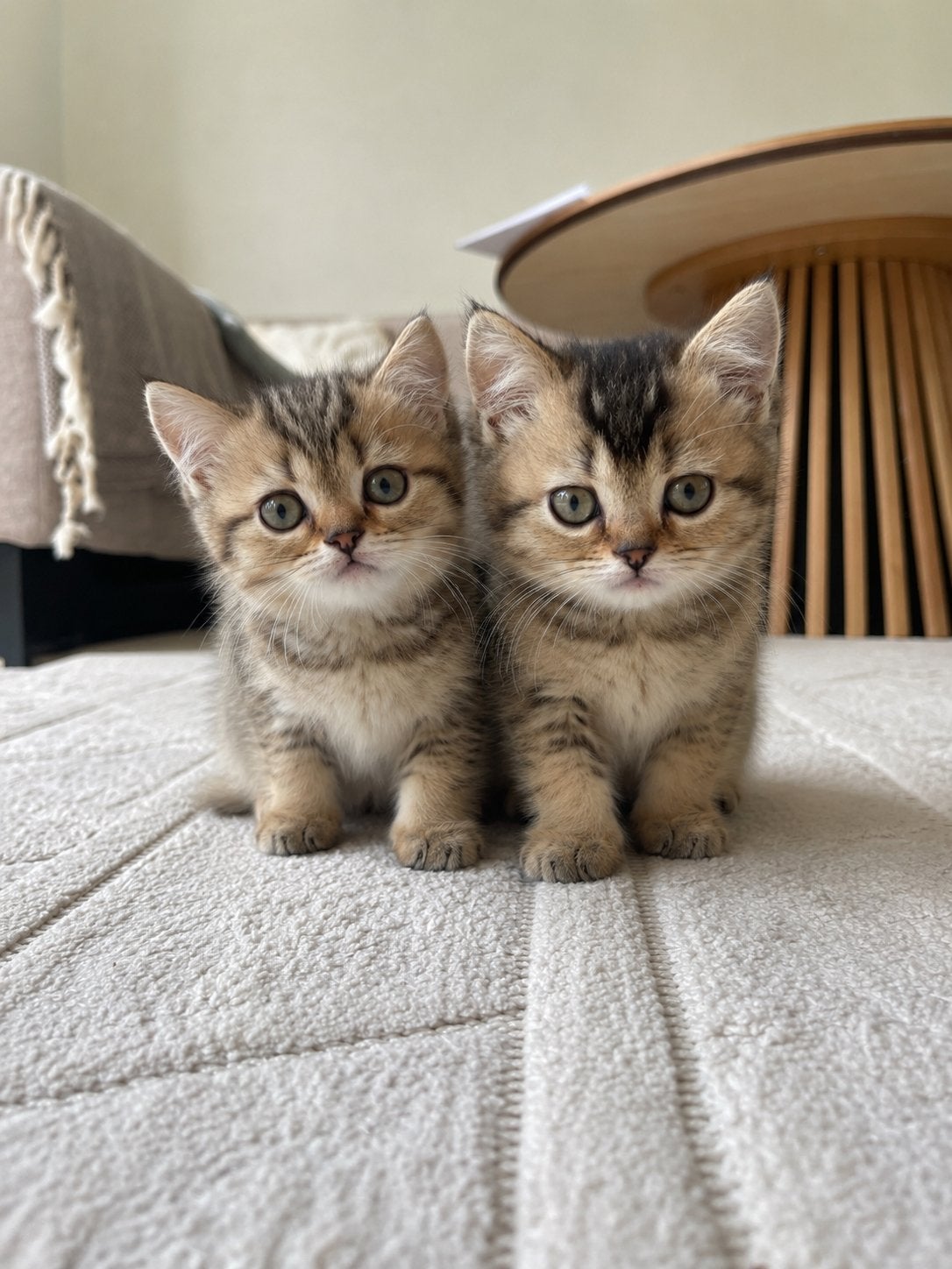 Brits korthaar golden shaded kitten (nog 1), Dieren en Toebehoren, Katten en Kittens | Raskatten | Korthaar, Meerdere dieren, Ontwormd